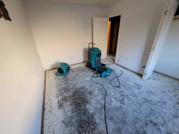 Best Flood damage cleanup  in Town N Country, FL